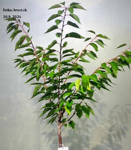 Prunus serrulata 'Kanzan'